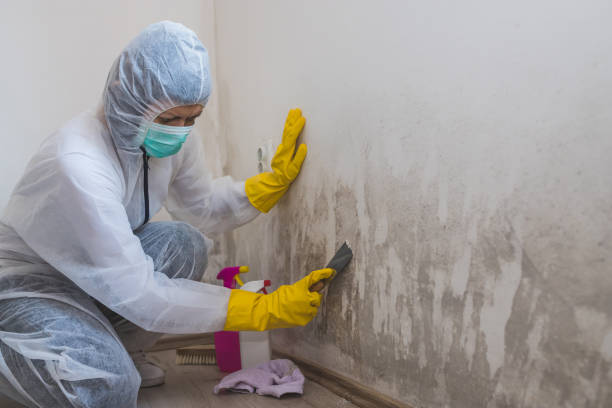 Best Black Mold Removal  in El Monte, CA
