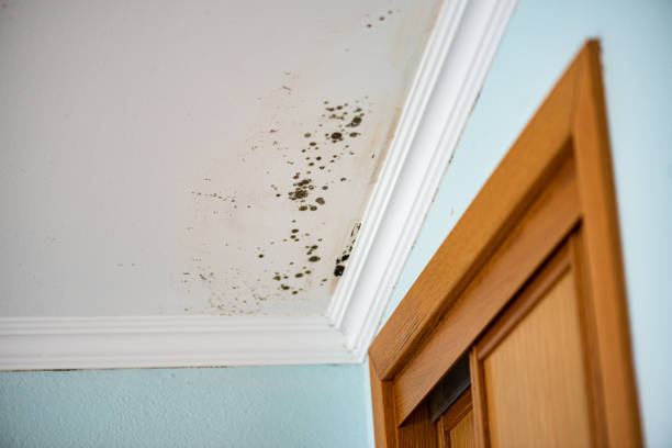 Mold Testing and Removal in El Monte, CA