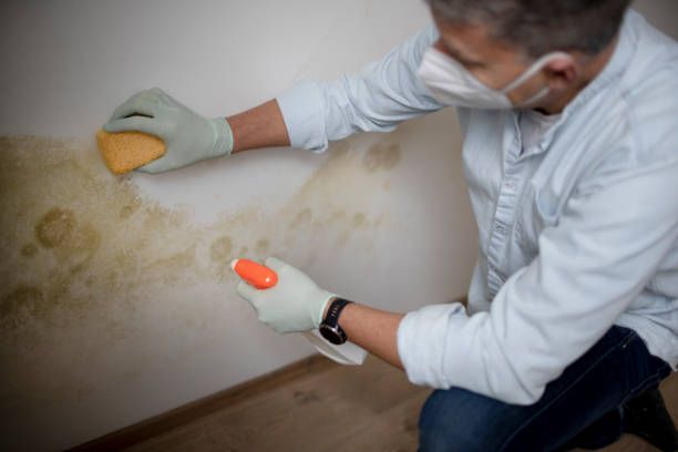 Best Mold Removal Specialists  in El Monte, CA