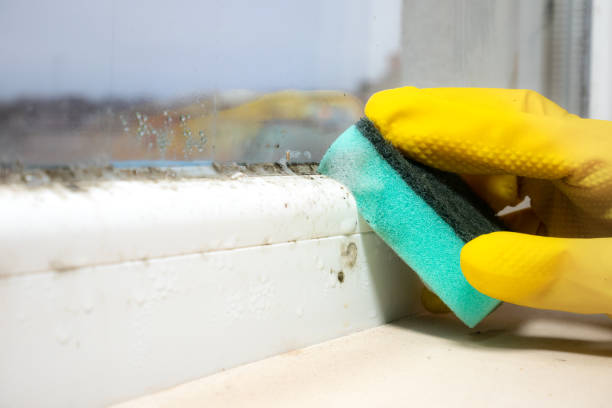 Best Office Mold Removal Services  in El Monte, CA
