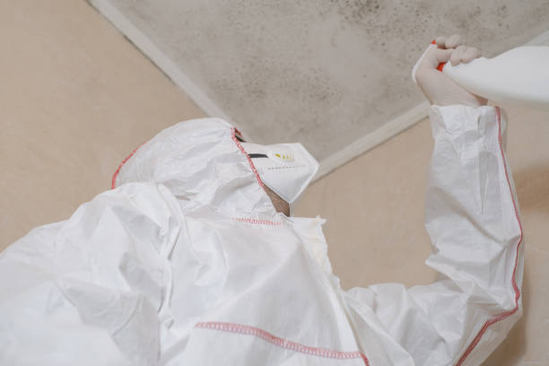 Best Same-Day Mold Removal  in El Monte, CA