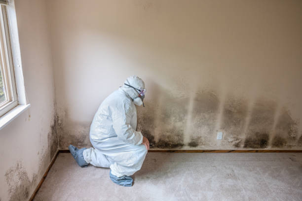 Best Fast Mold Removal  in El Monte, CA