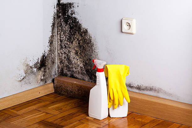 Best Commercial Mold Removal  in El Monte, CA
