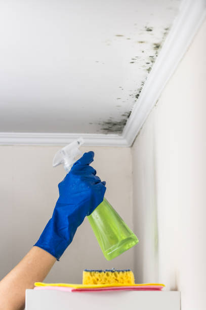 Best Residential Mold Removal  in El Monte, CA