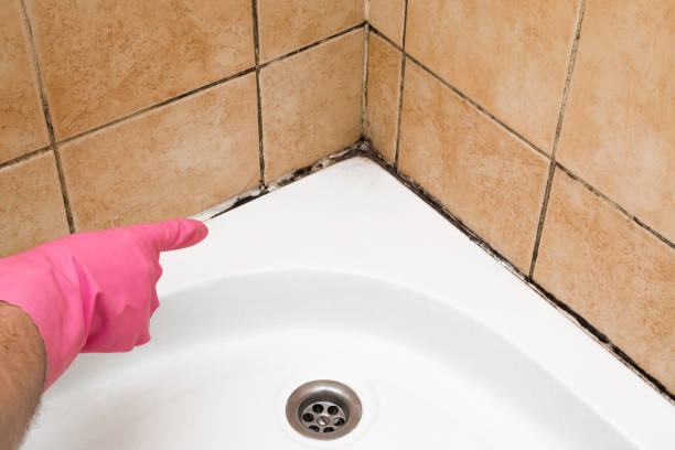 Best Black Mold Removal  in El Monte, CA